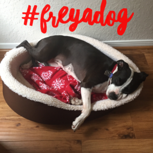 Freya dog - from shelter dog to world traveler